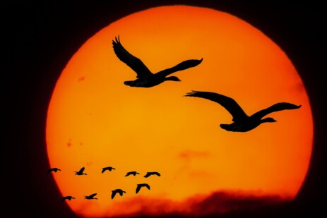 Auf dem Weg zu mehr Gelassenheit - Gelassenheitstraining Vögel am Himmel